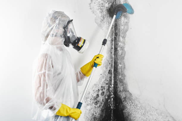 Best Dehumidification Services  in Stuttgt, AR