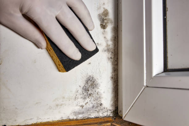 Best Biohazard Mold Removal  in Stuttgt, AR